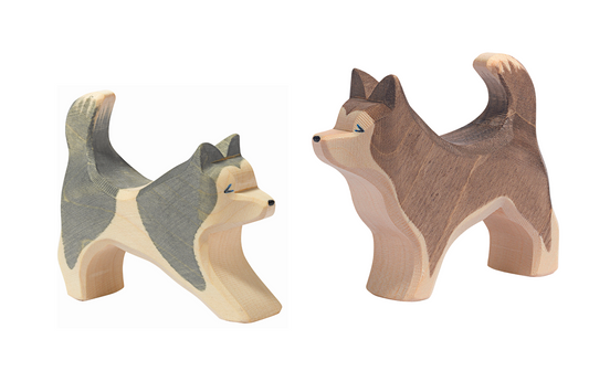 Ostheimer Sled Dog Running