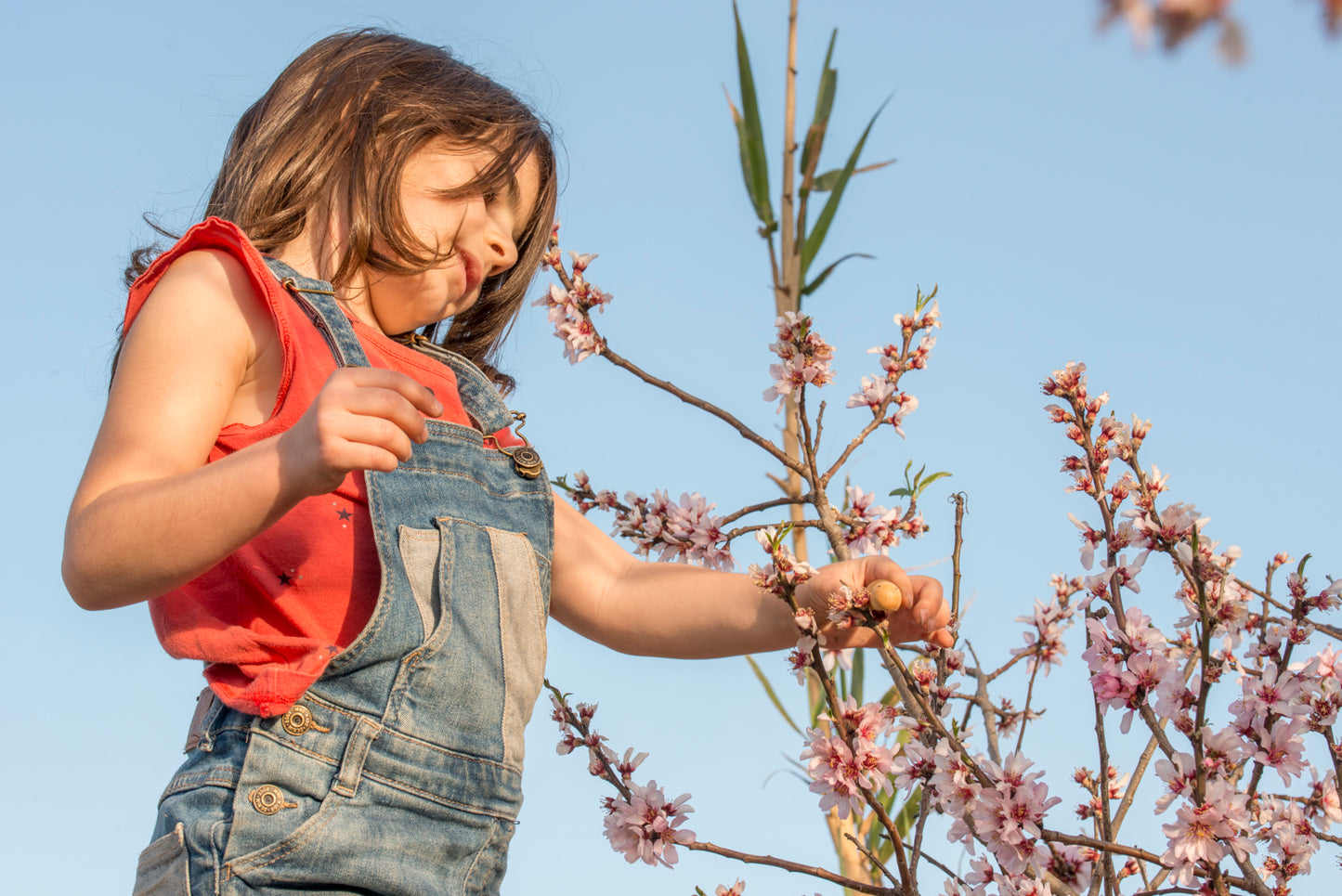 Grapat Insects - Bueno Blocks